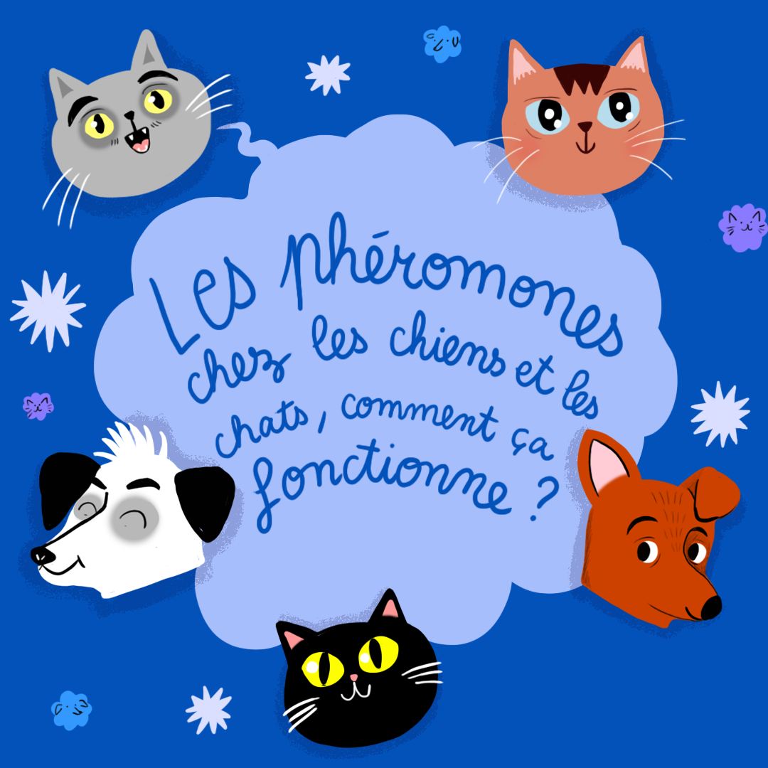 Chiens Et Chats Comment Fonctionnent Les Pheromones Curieux