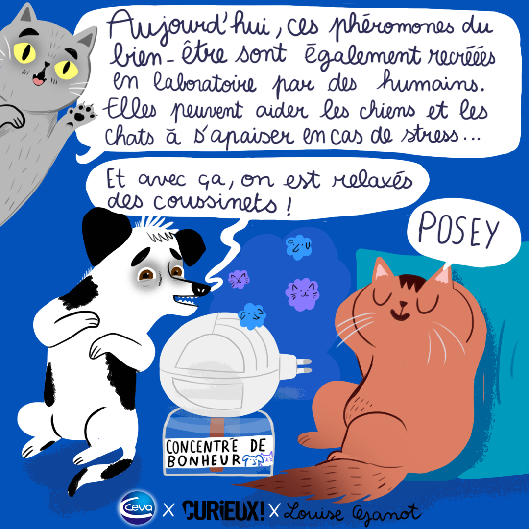 Chats : comment les phéromones rythment leur vie ? - Curieux!