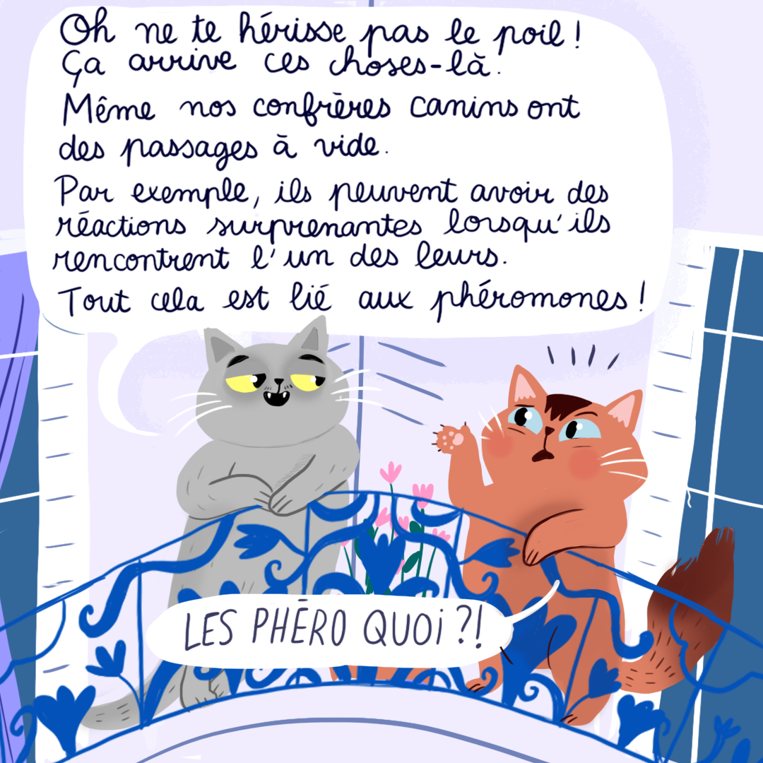 Chiens et chats : comment fonctionnent les phéromones ? - Curieux!