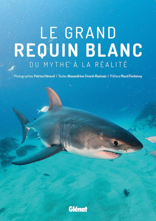 Pourquoi le requin attaque-t-il l'homme ?