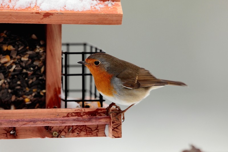 Faut Il Nourrir Les Oiseaux En Hiver Curieux