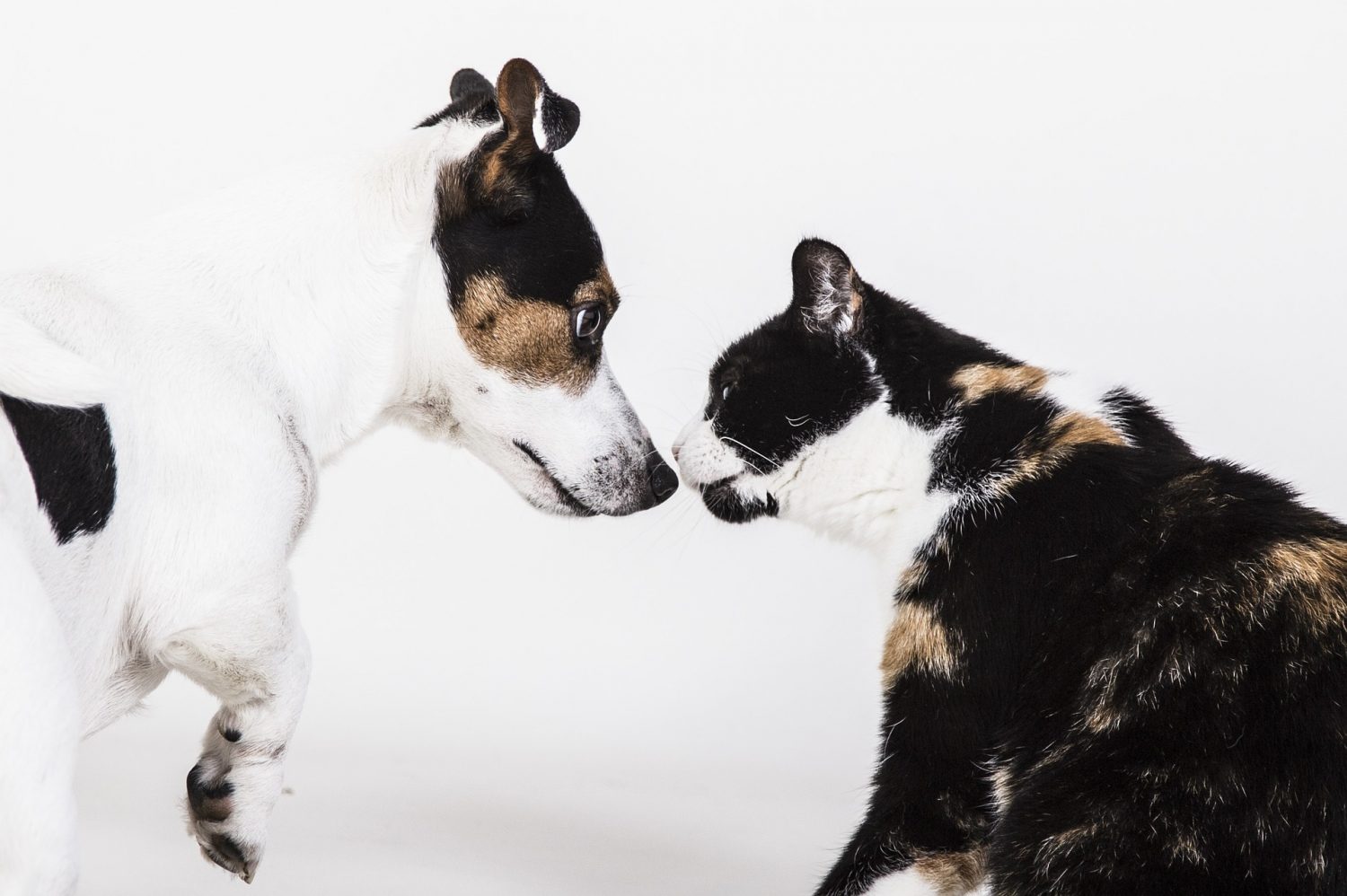 Pourquoi Chiens Et Chats Ne Sentendent Ils Pas Curieux