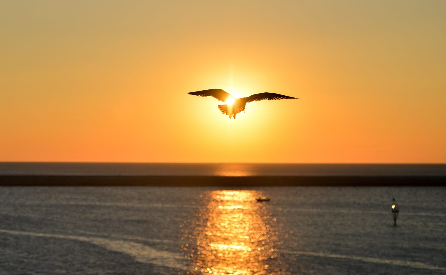 Pourquoi Les Oiseaux Ne Tombent Ils Pas Curieux