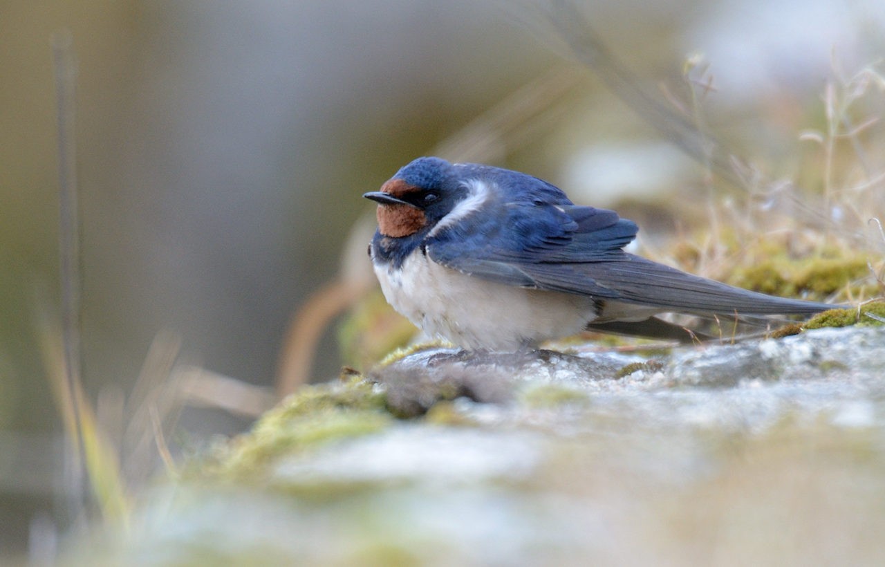 Une Hirondelle Fait Elle Toujours Le Printemps Curieux