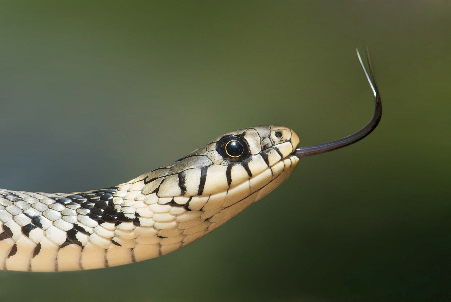 Piqure Visqueux Et Froid Trois Idees Fausses Sur Les Serpents Curieux