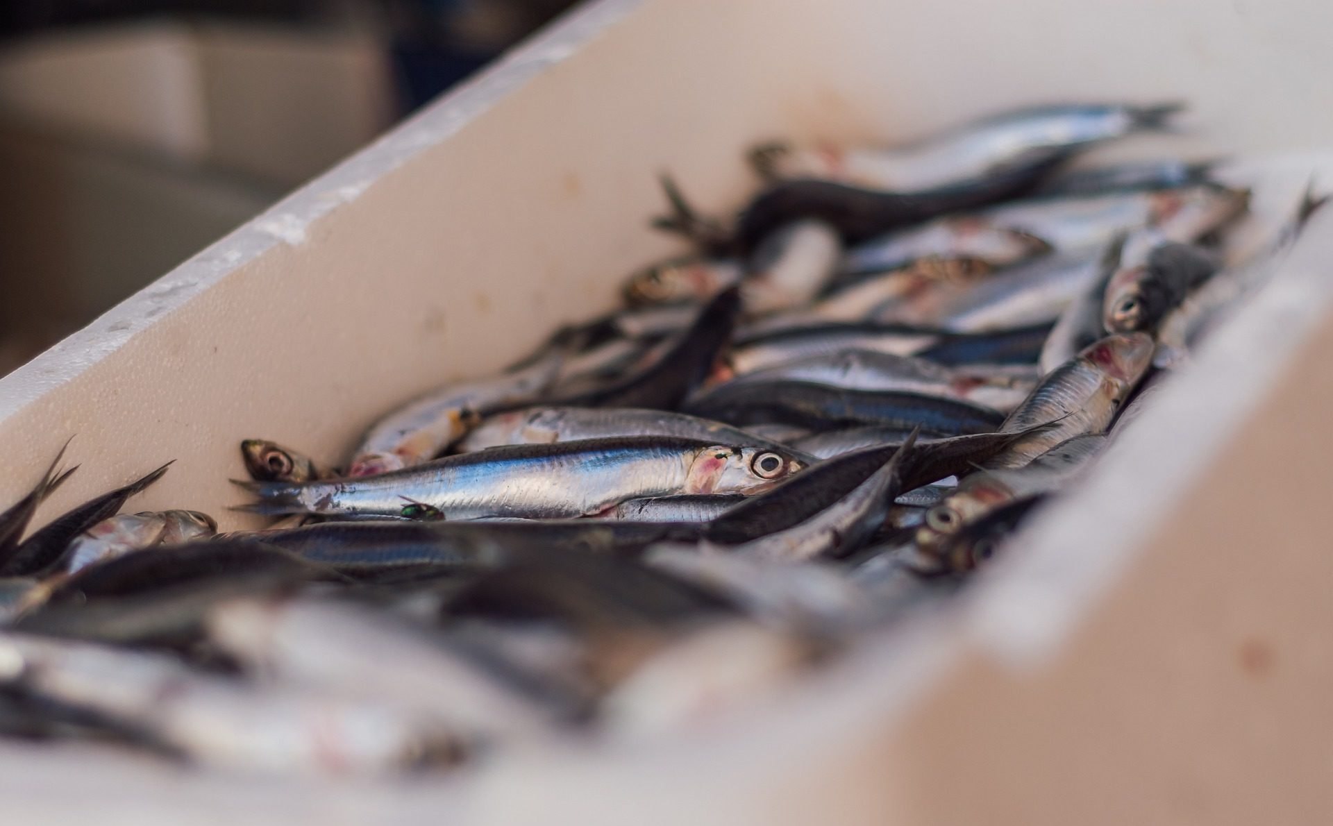 A cause du réchauffement climatique, les sardines et les anchois sont de  moins en moins gros
