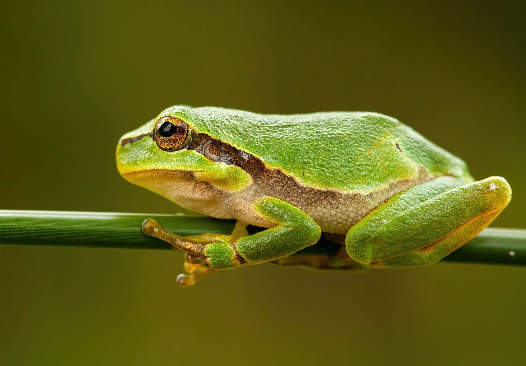 Chant de la grenouille verte/Green Frog song 