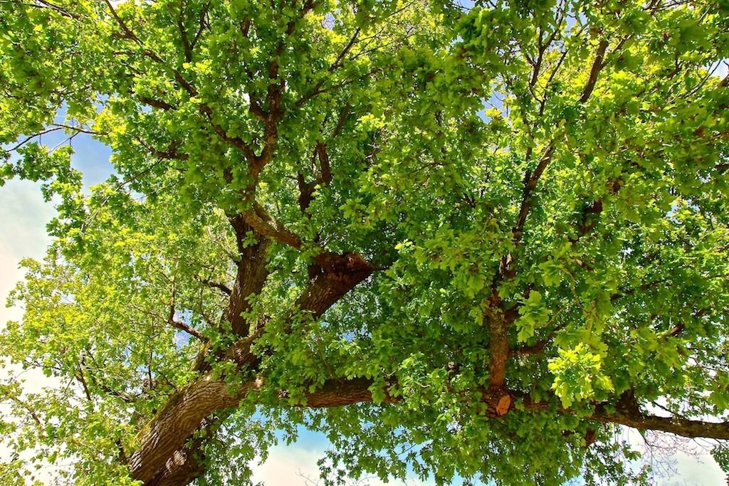 Gironde : planter des arbres au lieu de laisser des friches