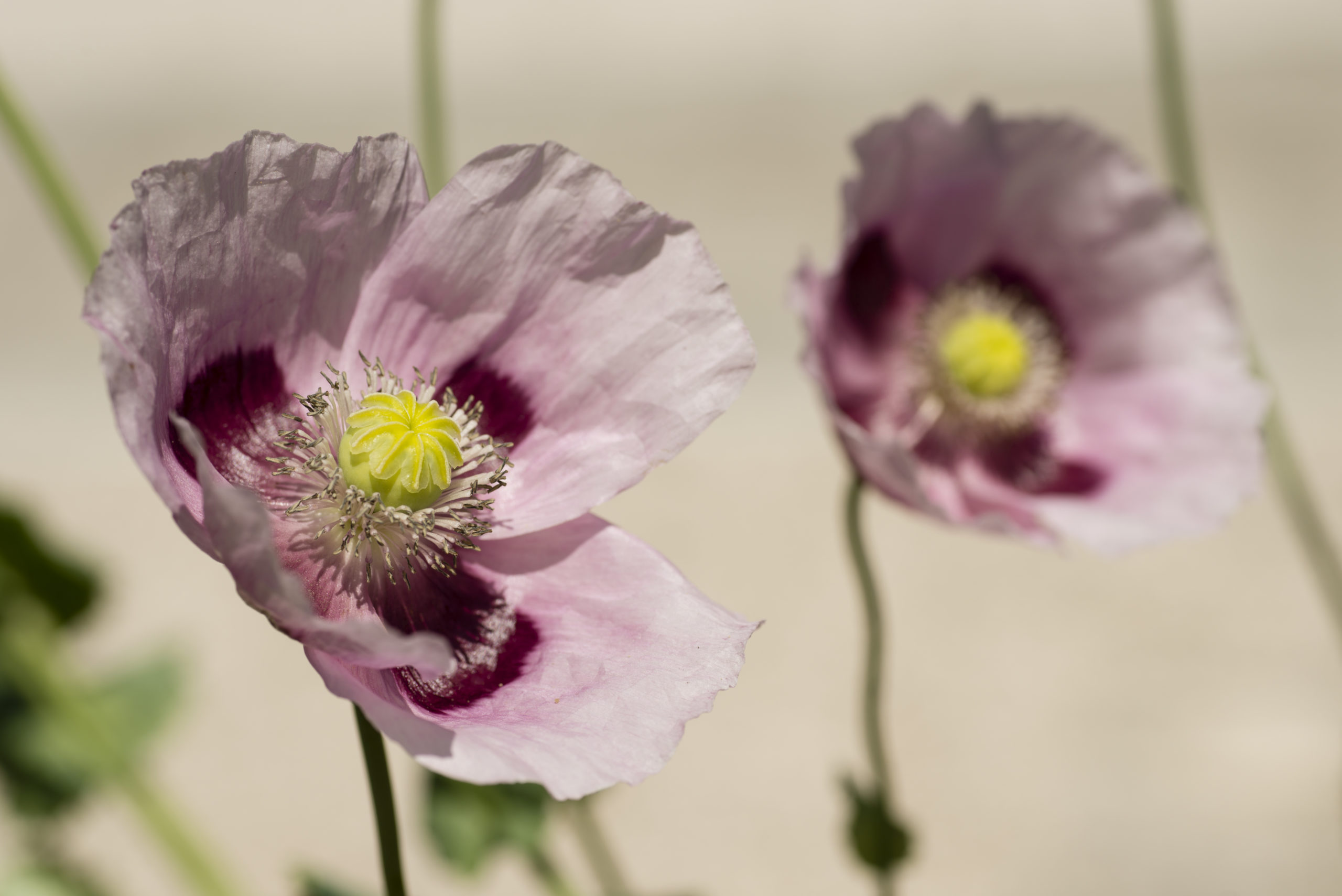 Récolte des graines de pavot à opium, papaver somniferum. 