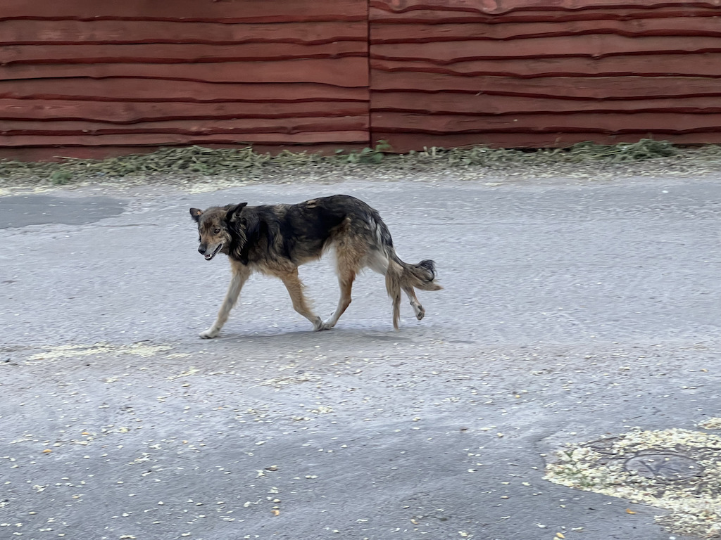 mutations animales Tchernobyl